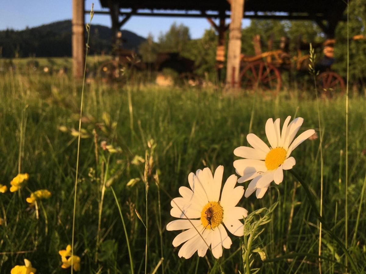 Hotel Penzión Roal Pieniny Spisska Stara Ves Exterior foto